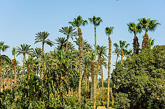 lo dan lo xien