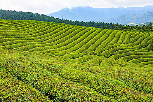 hướng dẫn đánh lô
