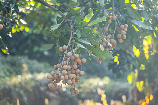 dự đoán xổ số tây ninh hôm nay