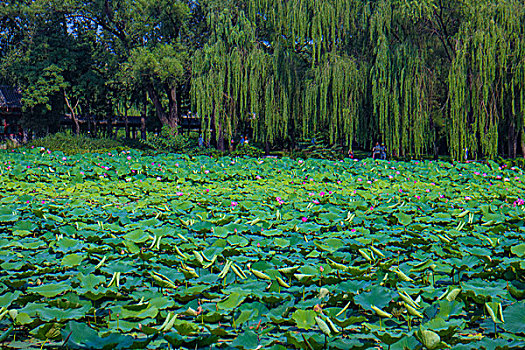 cầu bạch thủ mb